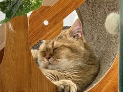 -COLOR PETS 撸猫馆·购猫·猫咖(长风大悦城店)