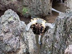 -丽江庭院·云南野生菌·海鲜火锅(鼓楼四合院店)