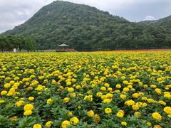 -广州市石门国家森林公园