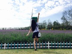-荷兰花海