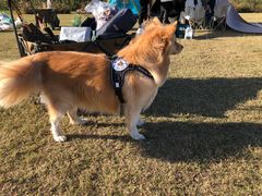 -春花秋色城市公园