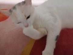 -艾吉宠物医院·疑难杂症转诊中心·猫友好(碧江路院)