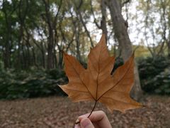 -上海共青森林公园