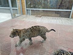 -西霞口神雕山野生动物世界