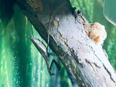 -上海大自然野生昆虫馆