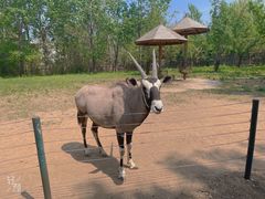 -大连森林动物园