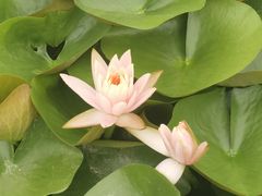 -春花秋色城市公园