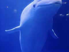 -大连圣亚海洋世界