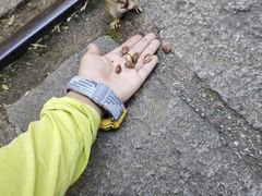 -五营红松林海景区