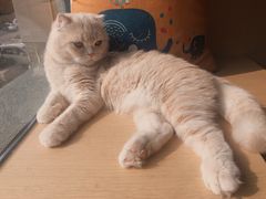 -CAT’S MEWSTAR CAFE·喵星球猫屋(晴湾咖啡店)