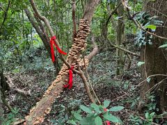 -七仙岭温泉国家森林公园