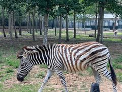 -秦皇岛野生动物园