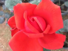 -松山湖梦幻百花洲