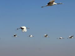 -盐城丹顶鹤湿地生态旅游区