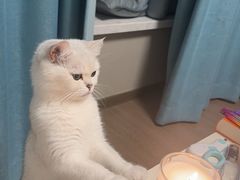 -纳吉亚猫专科动物医院·北北分院