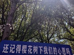 -高东镇樱花园