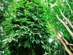 -中国科学院西双版纳热带植物园