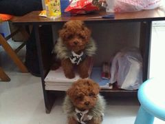 -唐小姐の猫狗洗护·购宠旗舰店(周浦万达店)