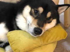 -柴迷FANS CLUB·柴犬狗咖·猫咖