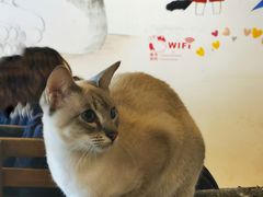 -Cappucimeow猫咪咖啡馆(韦伯时代店)