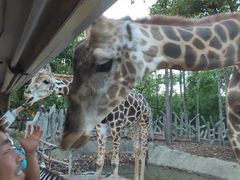 -清迈夜间动物园