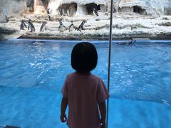 -帝企鹅自助餐厅•儿童岛•真企鹅(长隆企鹅酒店)