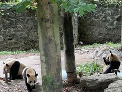 -都江堰中华大熊猫苑