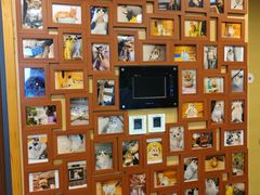 -猫十亿·布偶金渐层·曼基康矮脚猫舍(青年路店)