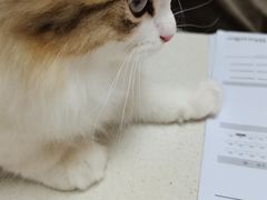 -艾贝尔宠物医院 ·中兽医·宠保定点(北门桥店)