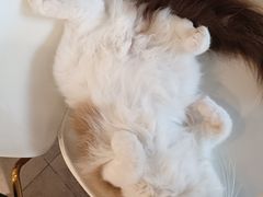 -飞行喵MR PILOT|猫舍·猫咖(静安大融城店)