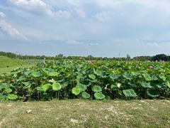 -嘉北郊野公园