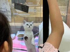 -藏猫猫咖啡主题馆(中央大道店)