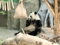 -灵玲国际马戏城