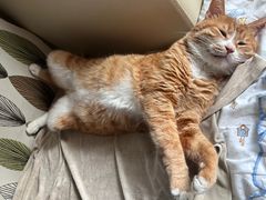 -爱洗澡的猫(天河路店)