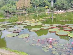 -中国科学院西双版纳热带植物园