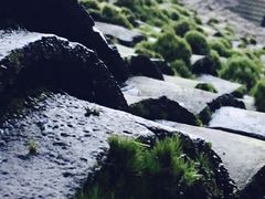 -明升萝卜汤