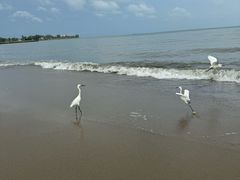 -尼甘布海鲜市场