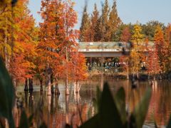 -白鹭湾湿地公园