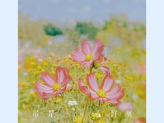 -香蜜公园