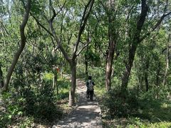 -上海佘山国家森林公园天马山园