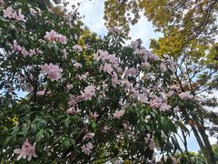 -梧桐山风景名胜区