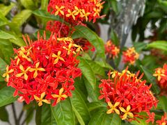 -西双版纳傣族园