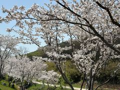 -羊山湖公园