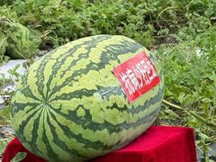 -长春农业博览园