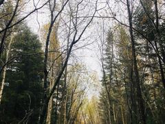 -汤旺河林海奇石景区