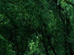 -西湖风景区-江洋畈生态公园