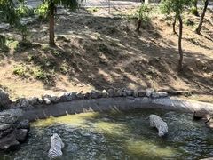 -石家庄市动物园