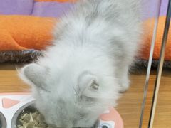 -龟与熊猫宠物公园(南坪店)