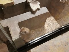 -zoonana室内动物园(东方福来德店)