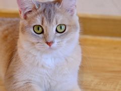 -猫小主咖啡·猫咖cat cafe(福田店)